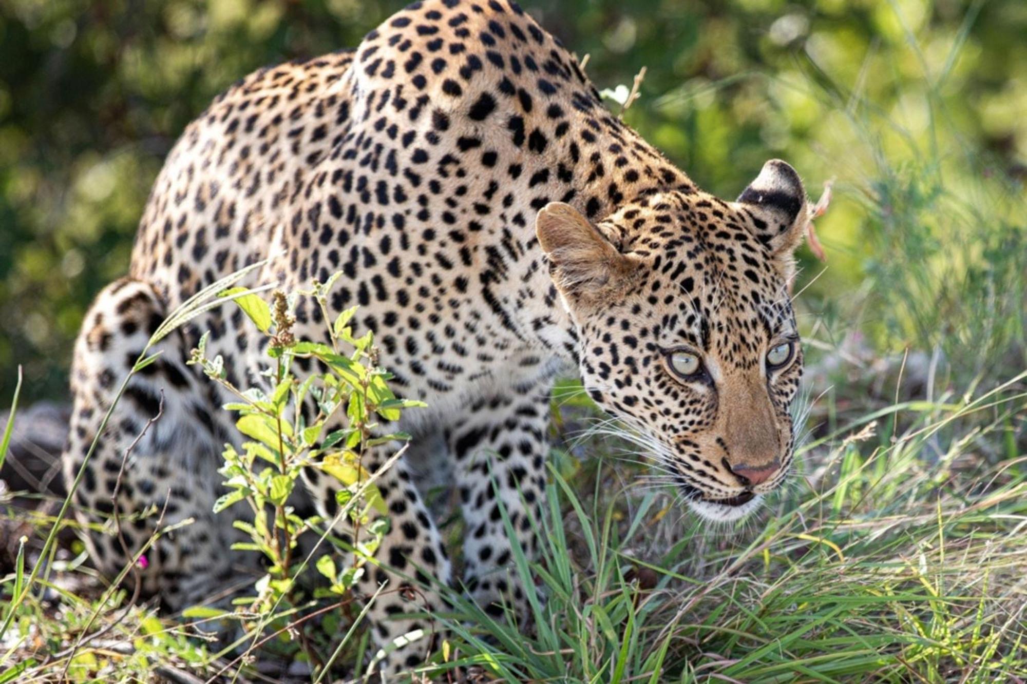 Leopard Sands Kruger Park Skukuza Exterior photo